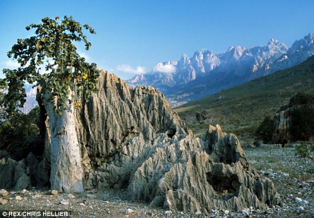 Socotra, l'île aux allures extraterrestres (3)