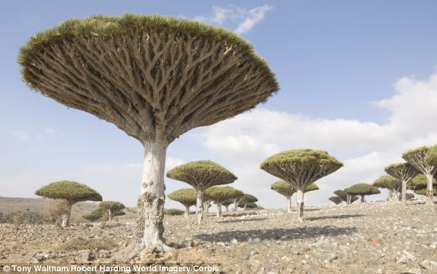 Socotra, l'île aux allures extraterrestres