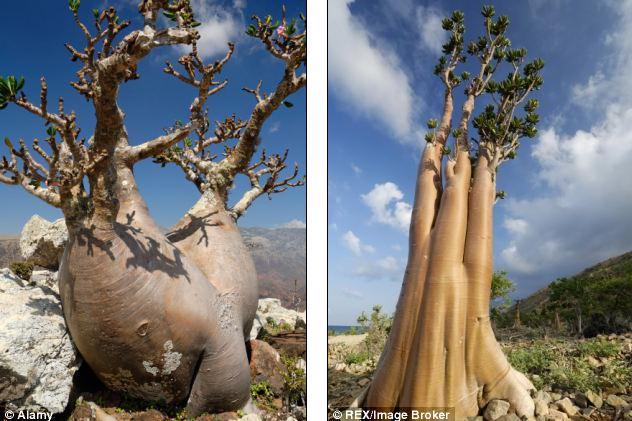 Socotra, l'île aux allures extraterrestres (8)