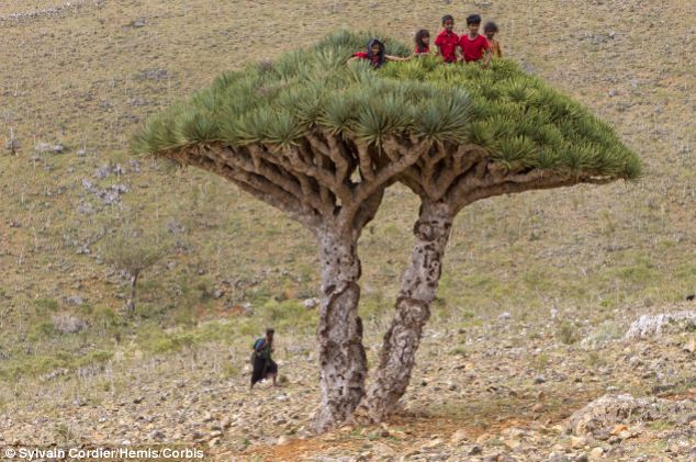 Socotra, l'île aux allures extraterrestres (10)