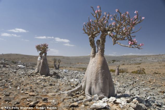 Socotra, l'île aux allures extraterrestres (11)