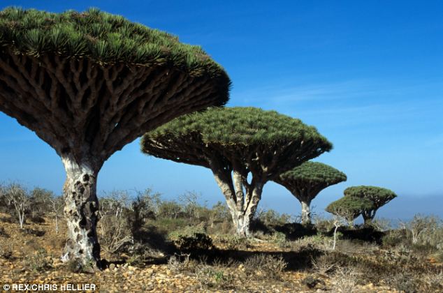 Socotra, l'île aux allures extraterrestres (6)