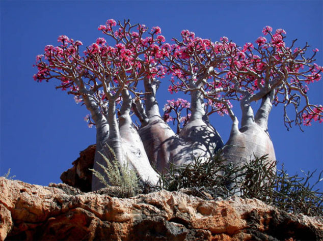 Socotra, l'île aux allures extraterrestres (4)