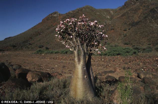 Socotra, l'île aux allures extraterrestres (7)