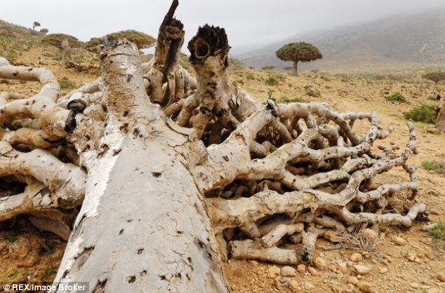 Socotra, l'île aux allures extraterrestres (5)