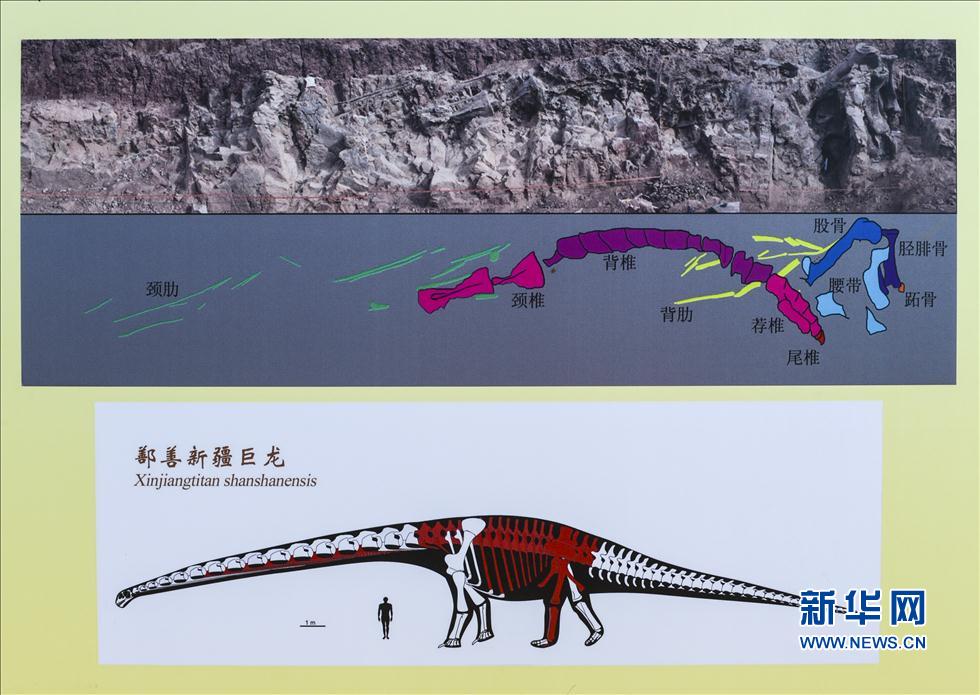 Le « Dragon de Shanshan », le plus grand fossile de dinosaure jamais trouvé en Chine (6)