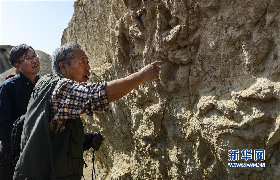 Le « Dragon de Shanshan », le plus grand fossile de dinosaure jamais trouvé en Chine (5)