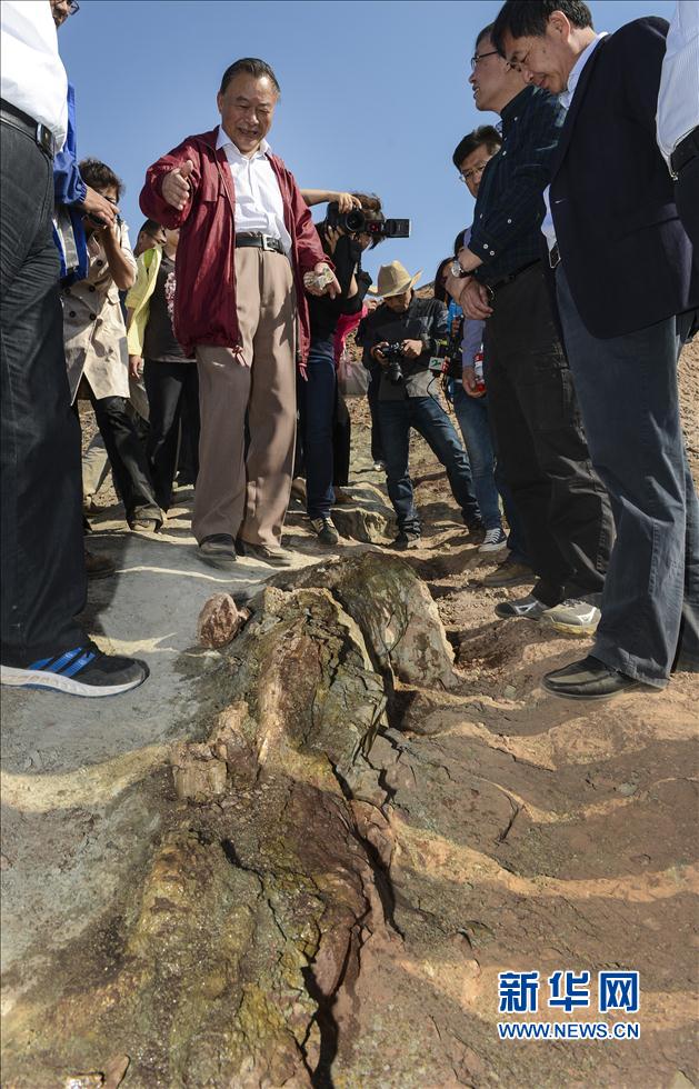 Le « Dragon de Shanshan », le plus grand fossile de dinosaure jamais trouvé en Chine