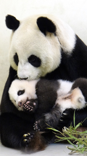 Yuanzai endormi dans les bras de sa mère à Taipei, le 7 octobre 2013. 