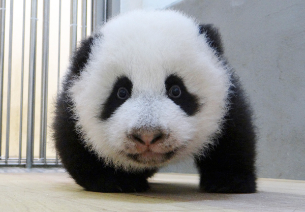 Yuanzai, un bébé panda géant du zoo de Taipei, à Taiwan, s'exerce à la marche, le 10 octobre 2013.