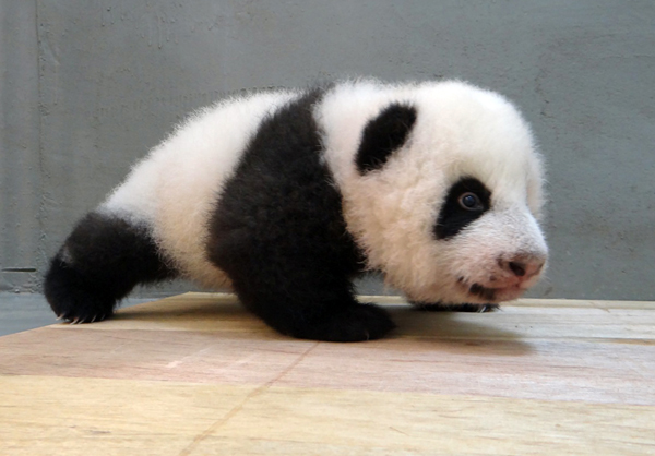 Journal de croissance du petit panda Yuanzai