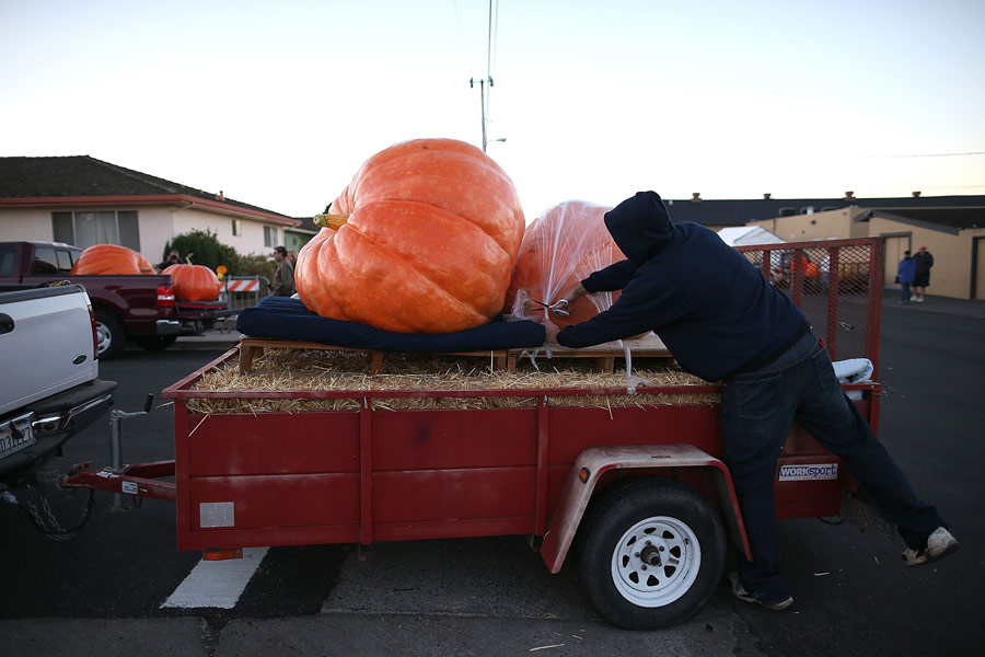 Californie : la plus grosse citrouille pèse 900 kg (5)