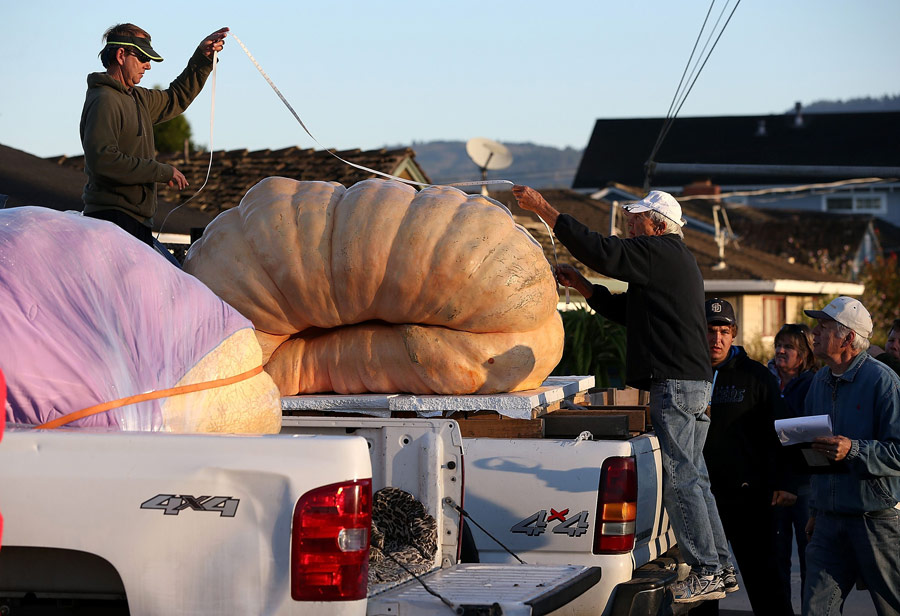 Californie : la plus grosse citrouille pèse 900 kg (3)