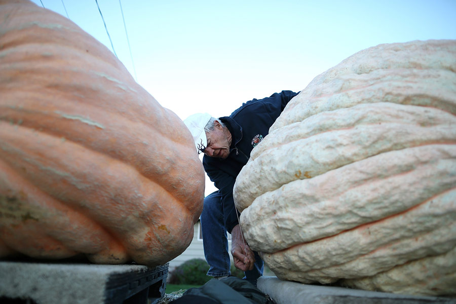 Californie : la plus grosse citrouille pèse 900 kg (2)