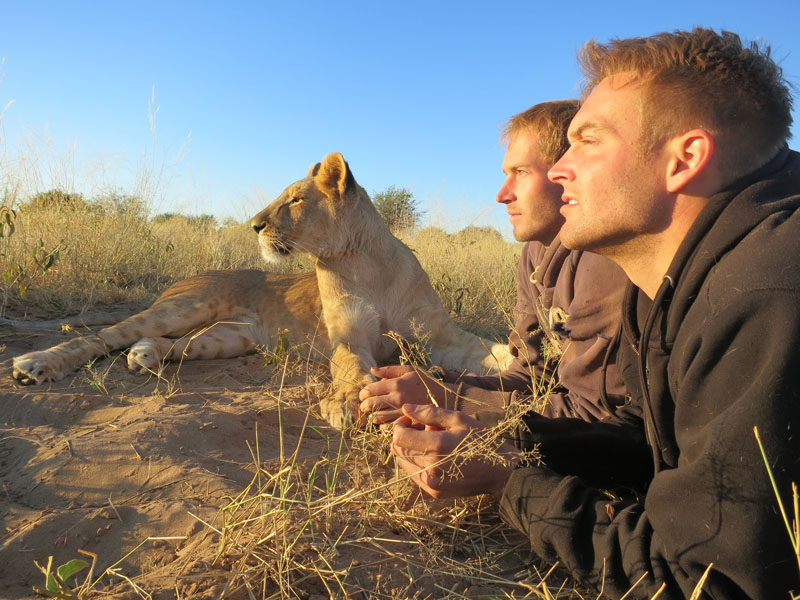 Danse avec les lions (6)