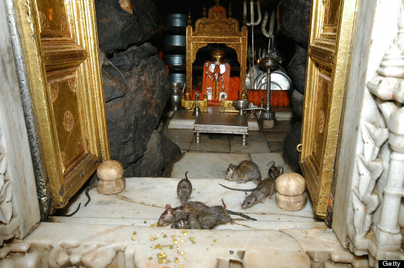 Le temple de Karni Mata, Inde