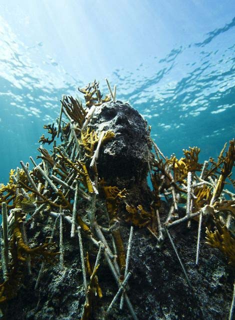 Un musée sous-marin pour protéger nos océans (11)