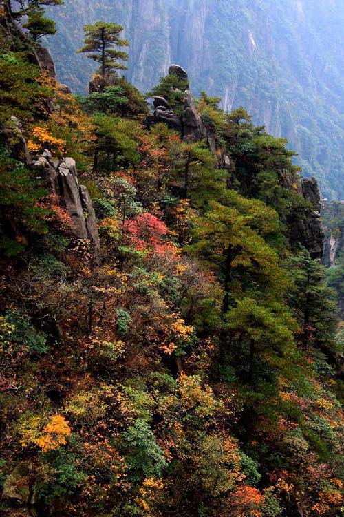 Un cliché pris le 20 octobre 2013, pour admirer les paysages d'automne du mont Huangshan dans la province chinoise de l'Anhui. (Photo/Xinhua)