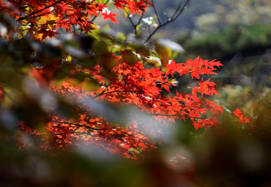 Une Photo prise le 20 octobre 2013, nous montre les feuilles rouges du mont Huangshan dans la province chinoise de l'Anhui. (Photo/Xinhua)