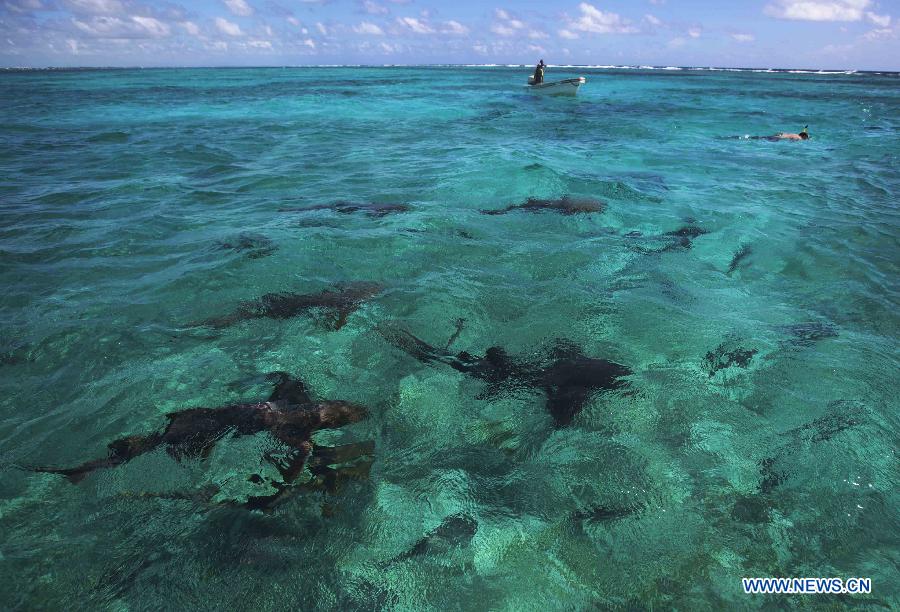 Photos - La barrière de corail du Belize, un site du patrimoine mondial