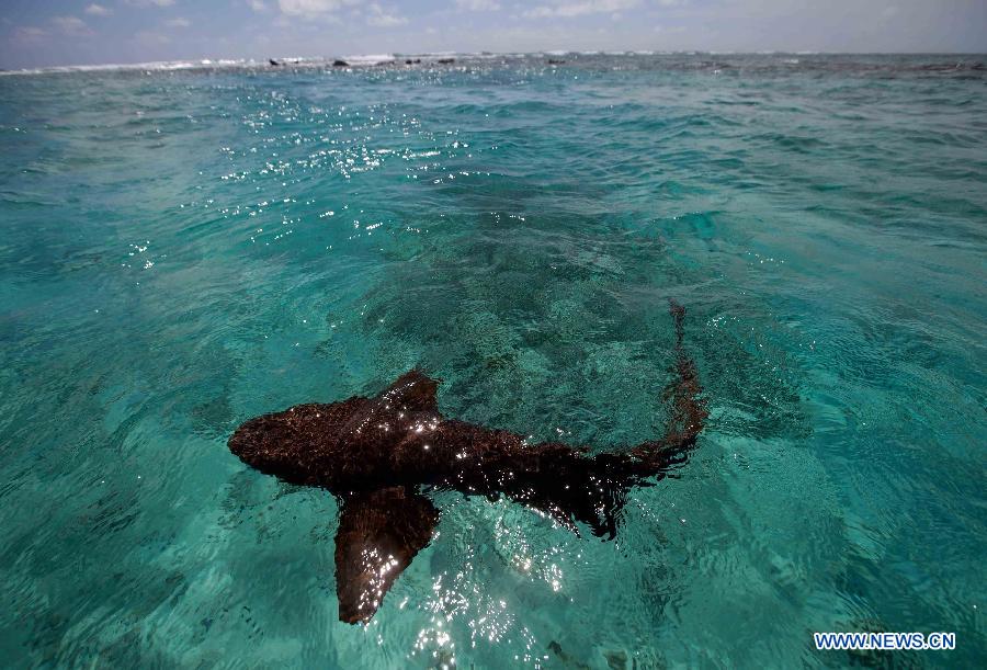 Photos - La barrière de corail du Belize, un site du patrimoine mondial (5)