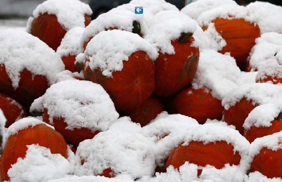 Le 11 octobre 2013, des citrouilles recouvertes de neige sont aperçues à Murnau, après les fortes chutes de neige tombées dans le sud de l'Allemagne. 