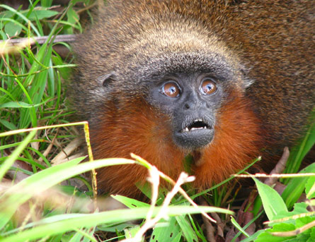 Un singe « ronronnant » (Callicebus caquetensis) - Amazonie colombienne