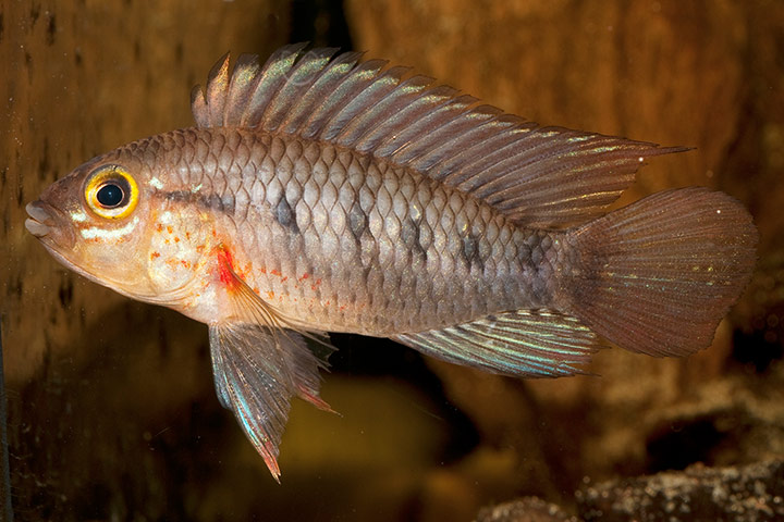 Des poissons en voie de disparition (Apistogramma cinilabra) - Amazonie péruvienne
