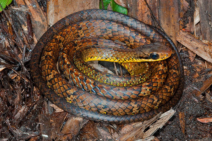 Un serpent du « monde perdu » (Chironius challenger) - Guyana et Venezuela
