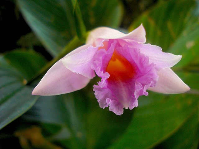 Une belle orchidée (Sobralia imavieirae) - Roraima, en Amazonie brésilienne