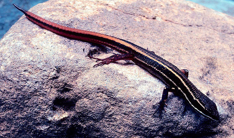 Un lézard insaisissable (Cercosaura hypnoides) - Meta, en Amazonie colombienne