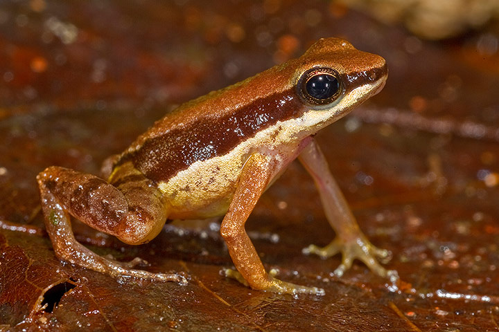 La « grenouille de la taille d'un ongle » (Allobates amissibilis) – Guyana
