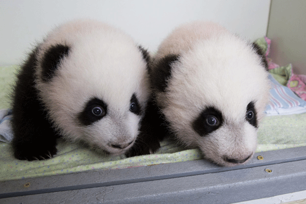 Les jumeaux pandas Meihuan, à gauche, et Meilun à Atlanta, aux États-Unis, le 22 octobre 2013. [Photo / Xinhua ]