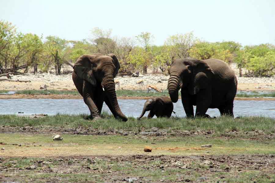 Namibie: le parc national d'Etosha (5)