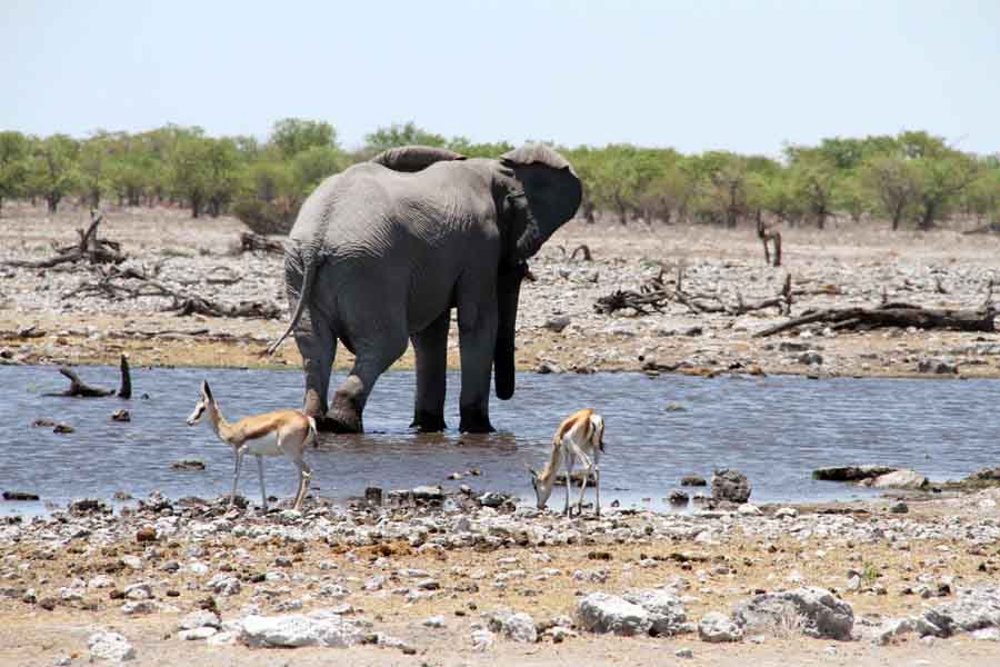 Namibie: le parc national d'Etosha (4)