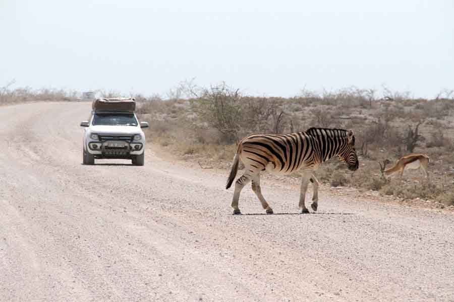Namibie: le parc national d'Etosha (3)