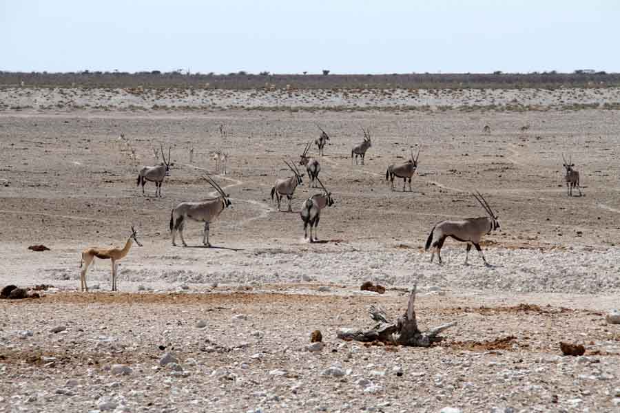 Namibie: le parc national d'Etosha (2)