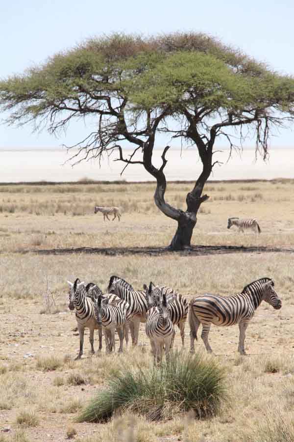 Namibie: le parc national d'Etosha