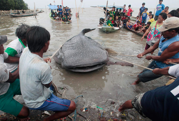Des pêcheurs s'activent pour tirer le corps d'un requin-baleine, pris au piège dans un filet de pêche, près de la plage Kenjeran à Surabaya (a l'est de la province de Java), le 23 octobre 2013. [Photo/agences]
