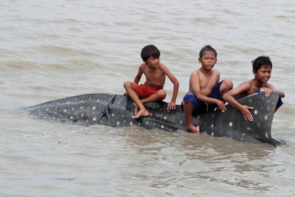 Trois enfants assis sur un requin-baleine, retrouvé mort, après avoir été pris au piège dans un filet de pêche, près de la plage Kenjeran à Surabaya (à l'est de la province de Java), le 23 octobre 2013. [Photo/agences]