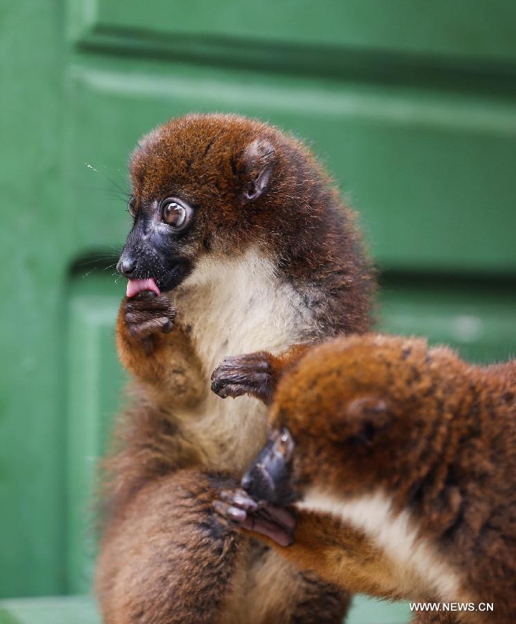 Découvrez les lémuriens au Parc zoologique de Antananarivo (6)