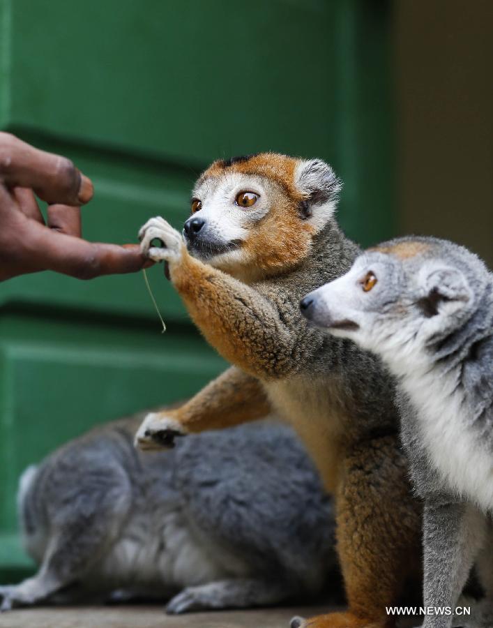 Découvrez les lémuriens au Parc zoologique de Antananarivo (5)