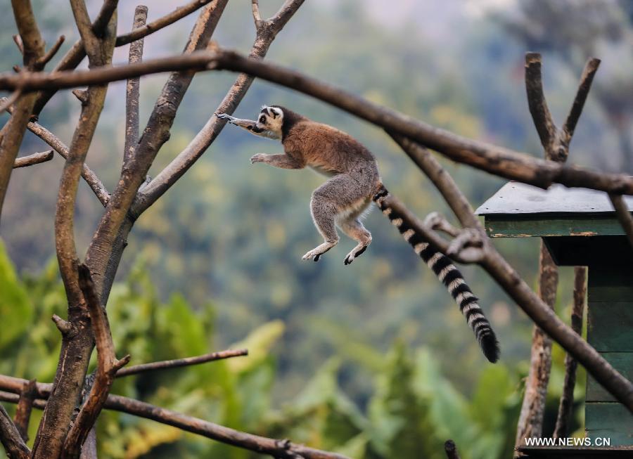Découvrez les lémuriens au Parc zoologique de Antananarivo (2)
