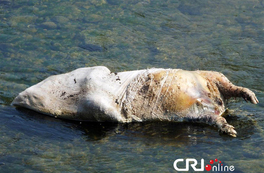Le fleuve Yangtsé à nouveau pollué par des cadavres de porcs