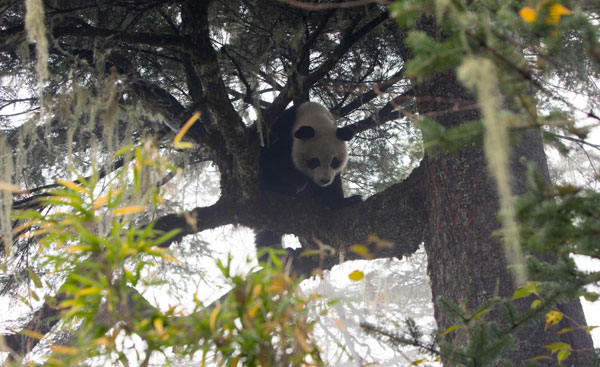 Taotao le panda s'est bien adapté à la vie sauvage