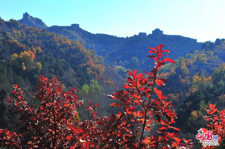 Admirer les feuilles rouges autour de la Grande Muraille Jinshanling (7)