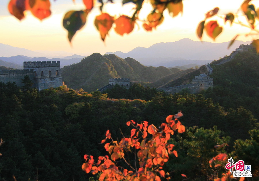 Admirer les feuilles rouges autour de la Grande Muraille Jinshanling (4)