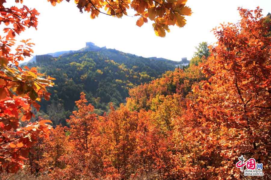 Admirer les feuilles rouges autour de la Grande Muraille Jinshanling (3)