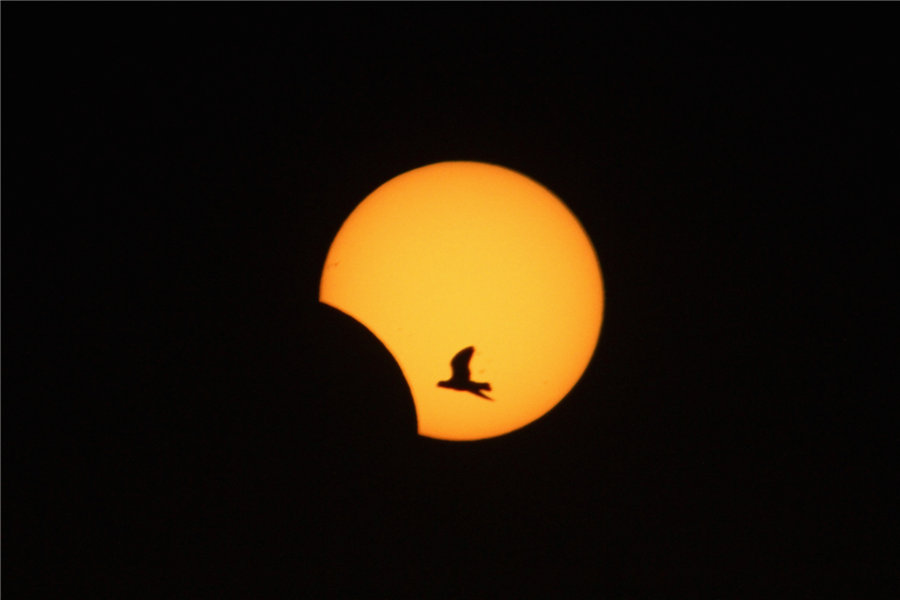 Un oiseau vole devant le soleil partiellement caché à Saïda, dans le sud du Liban, le 3 novembre 2013. Les astronomes amateurs du monde entier ont été à la fête dimanche avec la dernière éclipse solaire de 2013, qui a pris une forme hybride rare.