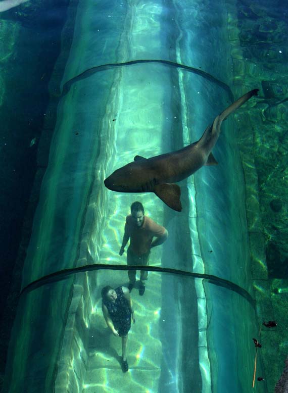 Le tunnel aux requins du complexe hôtelier Atlantis, Bahamas